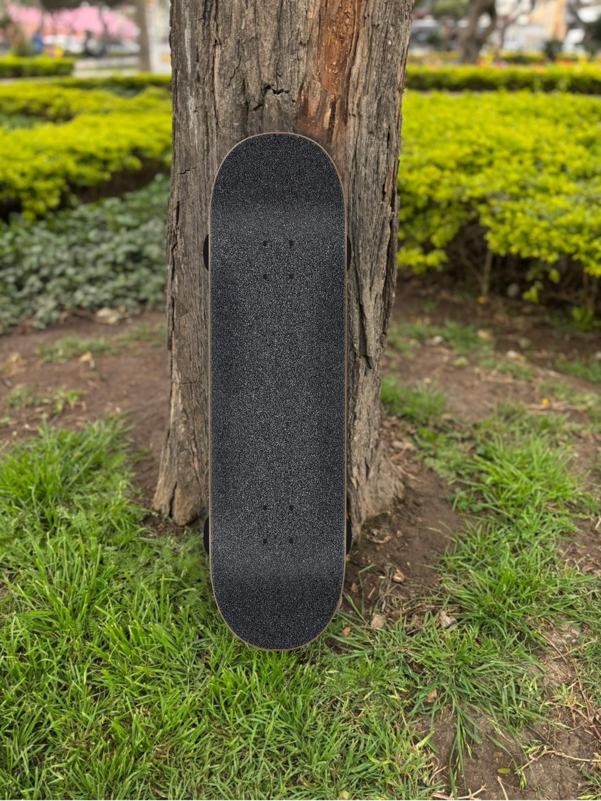 SKATE SANTA CRUZ 8.25"